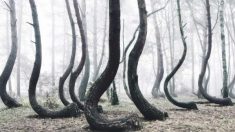 Video sorprendente: Mirá los árboles más extraños del planeta