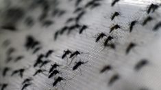 México aprobó la primera vacuna contra el dengue