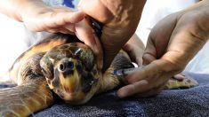 Bolivia libera 100.000 crías de tortuga en la Amazonia para repoblamiento