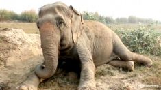 Gran circo de Estados Unidos retira a los elefantes de sus shows