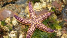Científicos advierten peligro de extinción de 1800 especies de estrellas de mar