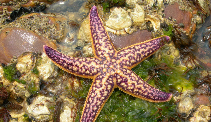 Estrella de mar del Pacífico Norte, una de las tantas en peligro de extinción. Foto: Wikimedia Commons.