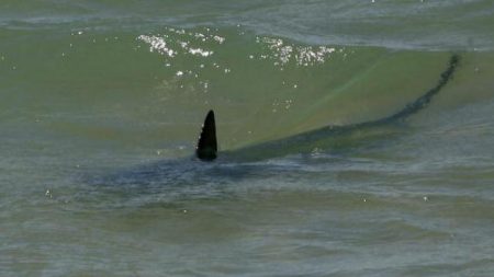 Observan gran cantidad de tiburones no comunes en la costa norte de Chile