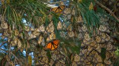 La mariposa monarca se recupera y aumenta superficie en santuarios mexicanos