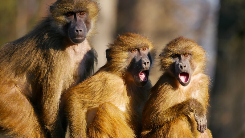 El anciano se vio obligado a racionar el alimento de los monos causando la molestia de éstos. Imagen Ilustrativa (Gerhard Gellinger/Pixabay) 