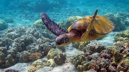 Comienza la llegada de tortugas marinas a las playas de Puerto Rico