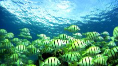 El aumento del CO2 en el mar intoxicará a los peces antes de lo previsto