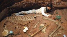 Hallan en Argentina restos de un dinosaurio gigante desconocido