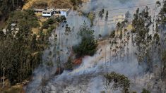 Incendios forestales consumen cientos de hectáreas en Chile