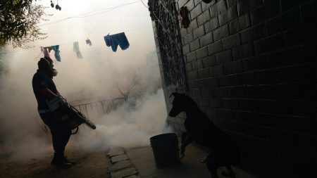 Ecuador: primer caso de embarazada con virus zika