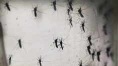 Mosquito pica a niño de 7 años y le transmite un virus que causa inflamación cerebral y convulsiones