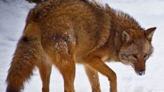 El “Coywolf” o “coyote del este” cruce de coyote, lobo y perro: La evolución del cánido más inteligente