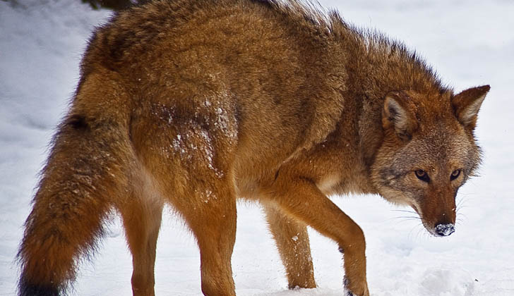 Estudios de la Universidad de Pepperdine, en California, han mostrado que el material genético dominante en la variedad, sigue siendo el coyote. Foto: Wikimedia Commons.
