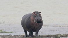 Hallan hipopótamo sin piel ni cabeza en México