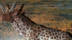 Sivatherium: Un imponente antepasado de la jirafa