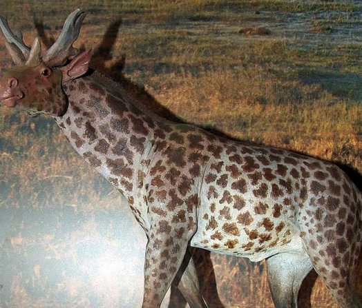 Un imponente antepasado de la jirafa. (wikipedia.org)
