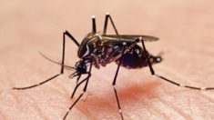 Recomendaciones para prevenir Dengue y Zika