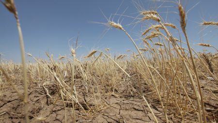 El clima y los mercados condicionan la cosecha en Argentina