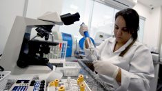 Zika: investigadores difundirán gratuitamente sus descubrimientos