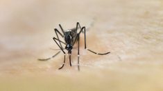 Zika: Puerto Rico decreta emergencia sanitaria