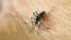 Cuba registra su primer caso de zika