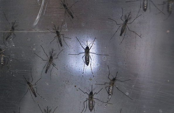 Mosquito vector del virus del zika. (Foto by Mario Tama/Getty Images)