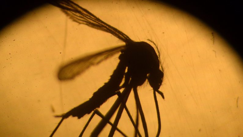 Un mosquito Aedes aegypti. Solamente los ejemplares femeninos de esta especie se alimentan de la sangre de nuestra especie. Cuando pican, transmiten enfermedades a través de los virus que albergan en su organismo, como el del zika, el dengue y el chikunguña