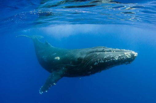 Las ballenas jorobadas son animales que actualmente están en peligro de extinción. (Foto: M Swiet Productions/Getty Images)