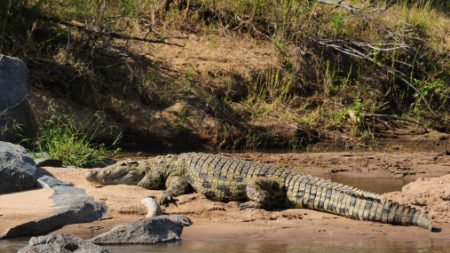 México: 124 cocodrilos murieron aplastados y sofocados