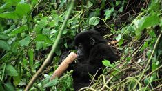 Gorilas jóvenes aprenden a destruir trampas