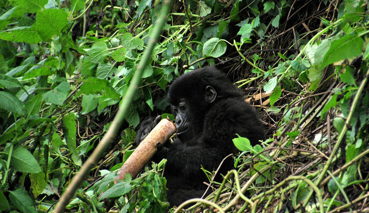 Un jóven gorila de montaña. Foto: Wikimedia Commons.
