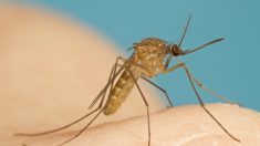 Repelente de mosquitos natural: la alternativa casera