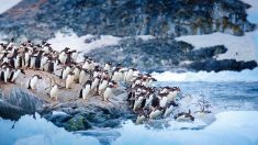Inician investigación por muerte de un centenar de pingüinos en la Araucanía