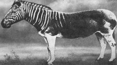 El «quagga», un animal extinguido que resucita en Sudáfrica