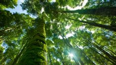 Cambio climático amenaza absorción de CO2 por bosques tropicales, según estudio