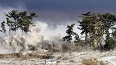 Un tsunami habría dispersado un hongo mortífero en la costa canadiense