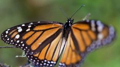 Tormenta invernal en México: Las mariposas monarca resisten el fuerte clima