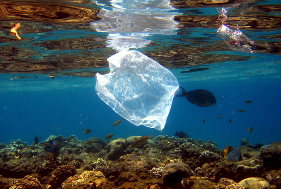 Peces y bolsas de plástico comparten espacio en el arrecife de coral que rodea el complejo turístico 'Naama Bay', en el mar Rojo, Egipto / EFE

