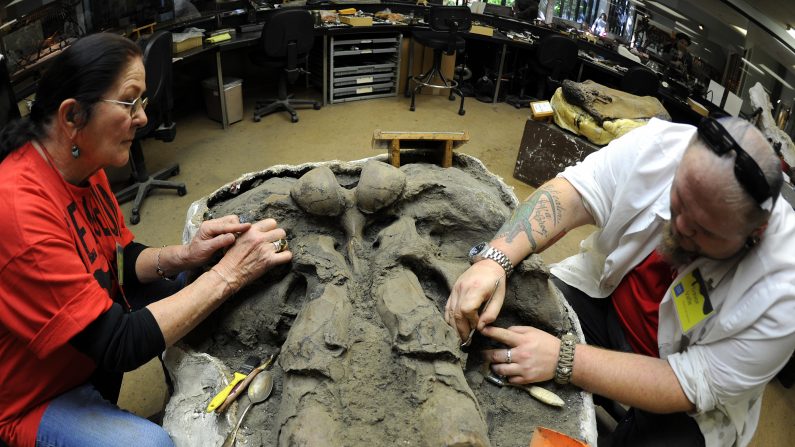 Arqueólogos encuentran la calavera de un mamut en Oklahoma. (Foto:  GABRIEL BOUYS/AFP/Getty Images)