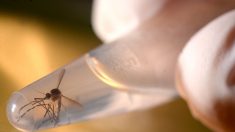 Confirman que el zika puede causar síndrome de Guillain-Barré