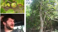 Manzanillo de playa: el árbol más peligroso del mundo