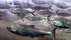 Microalga está matando millones de salmones en Chile