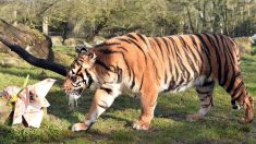 La población mundial de tigres creció en unos 700 por primera vez en un siglo