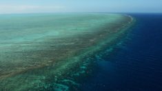 Gran Barrera de Coral de Australia experimenta el peor episodio de decoloración