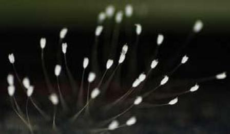 Las diminutas flores blancas de Udumbara se suspenden sobre los delicados tallos más finos que un cabello humano. (Créditos: Edward Dai/La Gran Época)