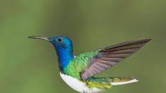 10 particularidades sobre los colibríes