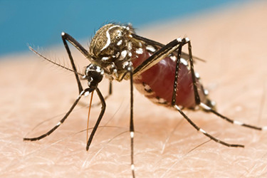 Mosquito Aedes Aegypty. Flickr