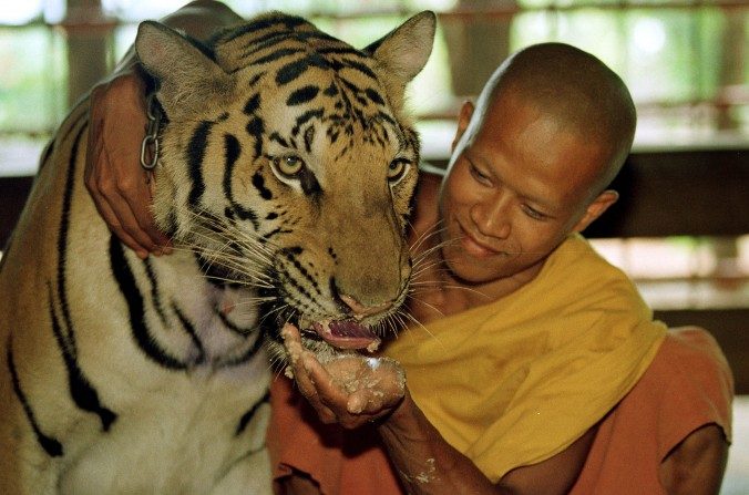 Un tigre es alimentado con huesos de pollo y comida de perro en el monasterio Wat Pa Luangta Bua de Kanchanaburi, Tailandia, el 5 de junio de 2001. (Paula Bronstein/Imágenes Getty)