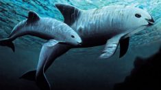 Impulsan campañas urgentes para salvar a la vaquita marina