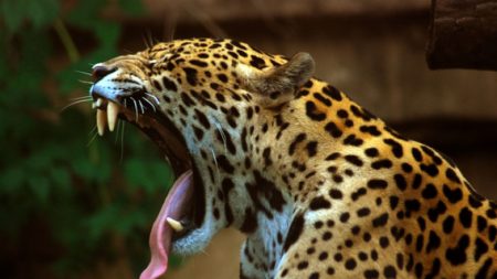 La fragmentación del hábitat es la principal amenaza del jaguar